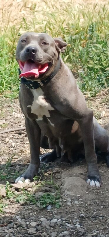 it balaları satilir: Pitbul, 1 il, Dişi, Peyvəndli, Ödənişli çatdırılma