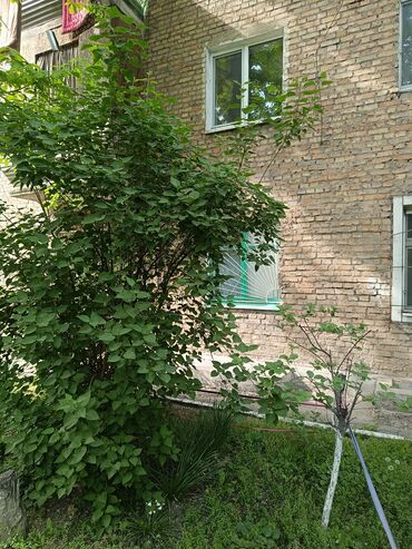 Продажа квартир: 2 комнаты, 45 м², Хрущевка, 1 этаж, Косметический ремонт — 16