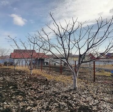 комнатные деревья: ▪️ Обрезка плодовых деревьев