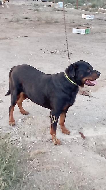 kanqal itleri: Rotveyler, 2 il, Erkək, Peyvəndli, Rayonlara çatdırılma — 7