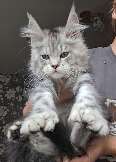 Продажа кошек: Породистый котёнок мейн-кун, окрас серебристый мрамор (silver tabby) — 7