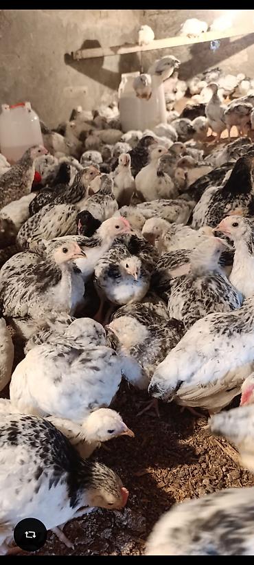 Toyuqlar: ‼️ Serebrist Colpaları 2 aylığ tam sağlam iri və yumurtalığ — 3