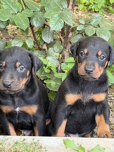 İtlər: Doberman, 1 ay, Ünvandan götürmə — 3
