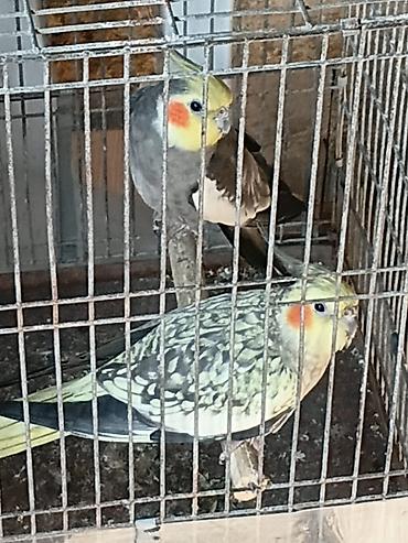 Nymph parakitləri (cockatiel) – cütlük - Növ: Nymphicus hollandicus