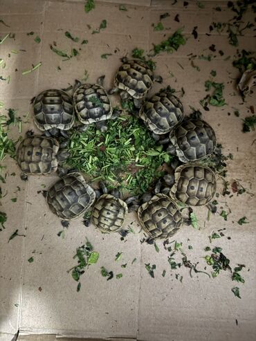 Digər heyvanlar: Məhsul: Kiçik quru tısbağaları Təsvir: - Ovuc boyda, zolaqlı-qəhvəyi — 14