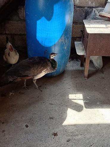 ən gozəl pişik adları: Məhsul: Tavus quşu (pava – dişi) Təsvir: - Nadir, dekorativ quş növü; — 1