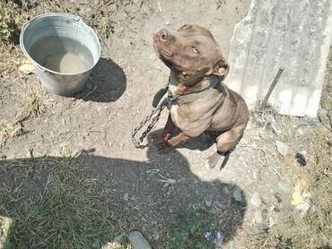итлер: Pitbul, 1 il, Dişi, Ünvandan götürmə, Ödənişli çatdırılma