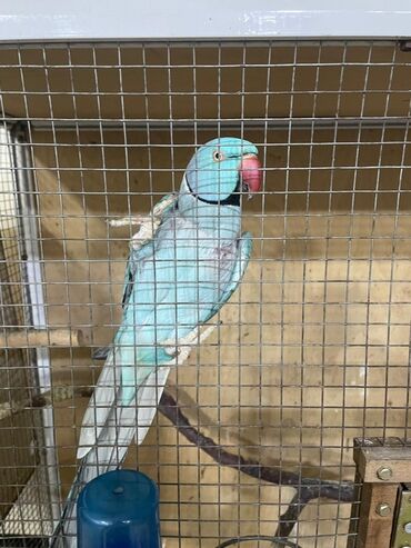 Digər quşlar: Məhsul: Halqa boyunlu parakitlər (Alexandrine/Indian Ringneck növü) — 12