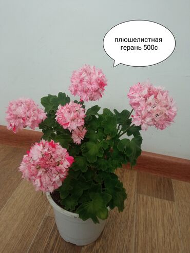 Герани и пеларгонии: Бишкектин четиндеги Кызыл Туу айылында гүлдөрдүн түрлөрү бар,1000с