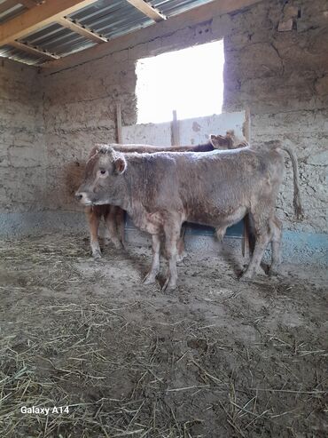 сколько стоит собака породы доберман: Продаю | Бык (самец) | Полукровка, Алатауская, Швицкая | На откорм, Для разведения | Племенные