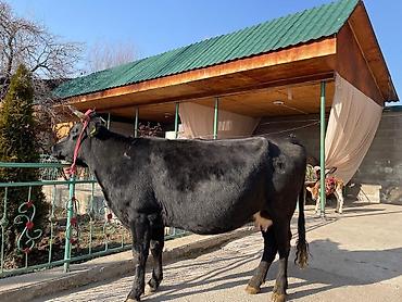 Коровы, быки: Продаю | Корова (самка) | Для молока | Привязанные at lalafo.kg — 3 Коровы, быки: Продаю | Корова (самка) | Для молока | Привязанные — 3