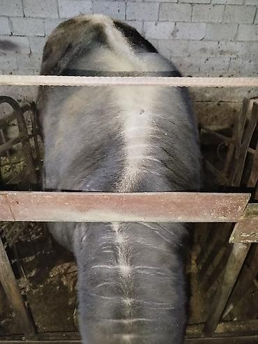 Коровы, быки: Продаю | Бык (самец) | На откорм | Привязанные — 9