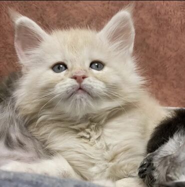 возьму котенка: Мейн-кун, 3 месяца, Мальчик, Лиловый, Приучена к лотку, Проглистована, С документами