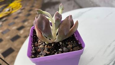 Кактусы: В наличии ❗️‼️ Самые необычные цветы😍как будто с другой планеты 🪐 — 4