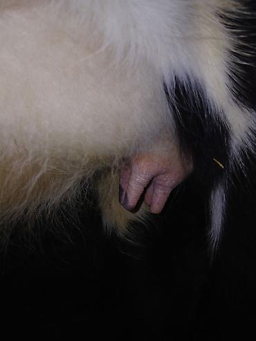 Inəklər, öküzlər: 1 ci qarına düyədi balalamağına bir aya on gün qalıb heyvan özü yaxşı -da lalafo.az — 6 Inəklər, öküzlər: 1 ci qarına düyədi balalamağına bir aya on gün qalıb heyvan özü yaxşı — 6