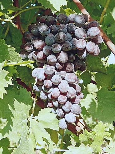 Meyvə və giləmeyvə: Məhsul: Avatar kişmişi (uzun, barmaq formalı qara üzüm sortu) - — 25