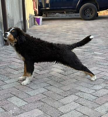 Продажа собак: Бернский зенненхунд, 6 месяцев, Самец, С прививкой — 6