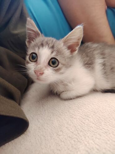 Pişiklər: Yaxşı əllərə — 7