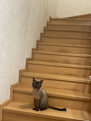 siam pişik: Siam, Erkək, Cütləşmə üçün, Pulsuz çatdırılma