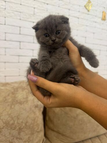 отдам в хорошие руки шотландского вислоухого котенка: Шотладская вислоухая