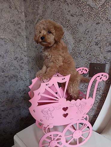 İtlər: Pudel, 2 ay, Dişi — 9