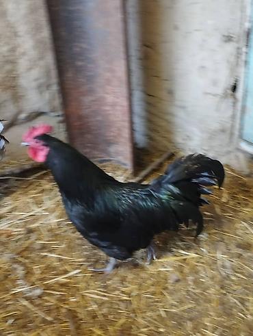 Куры, петухи: Продаю | Петух | Для разведения — 9