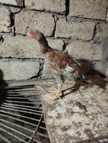 Akvarium aksessuar və ləvazimatları: Damazlıq, Ünvandan götürmə
