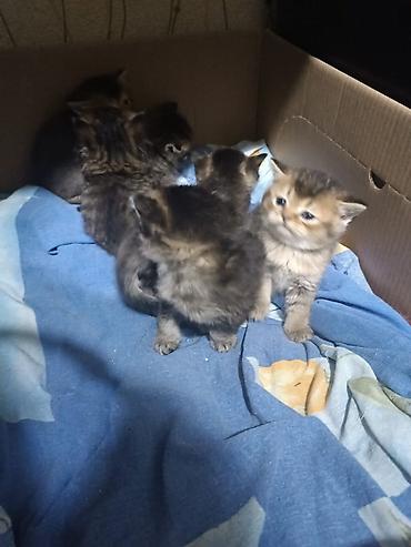 Pişiklər: Erkək, Dişi, Yaxşı əllərə, Pulsuz çatdırılma, Ödənişli çatdırılma, Ünvandan götürmə — 3