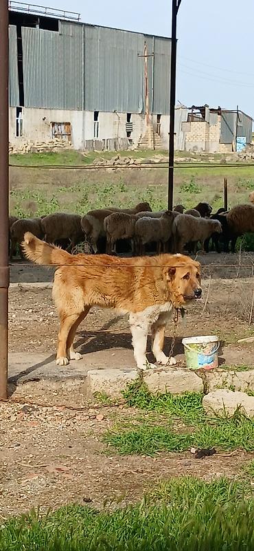 İtlər: Qurdbasar, 2 il, Erkek, Peyvəndli — 11