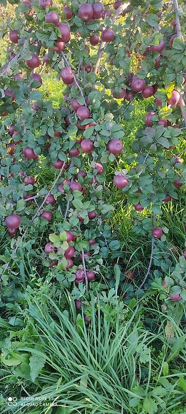 ev gulleri ve adları: 🍎 Satılır Bağ – Qızıləhməddi Alma Bağı🍎 Əla fürsət! Məhsuldar və — 2