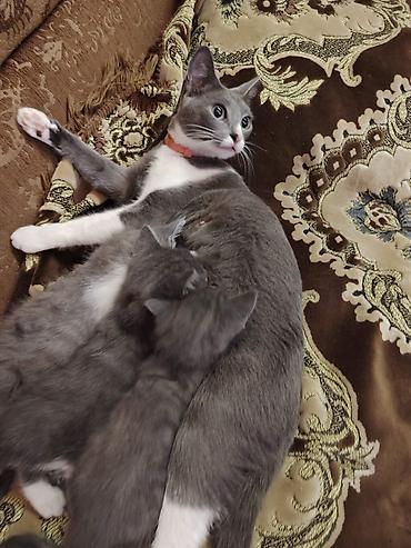 Pişiklər: Britan, Erkək, Dişi — 3