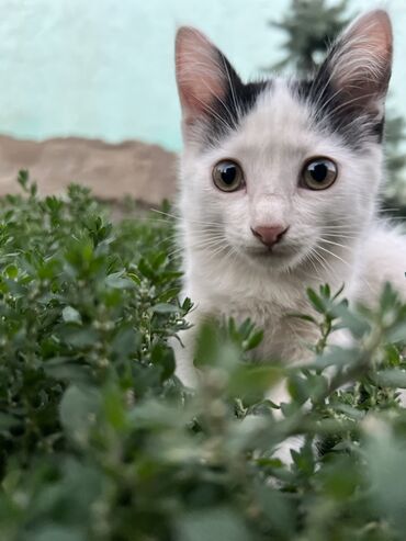 котята шотландские вислоухие купить: Отдам даром. Котята