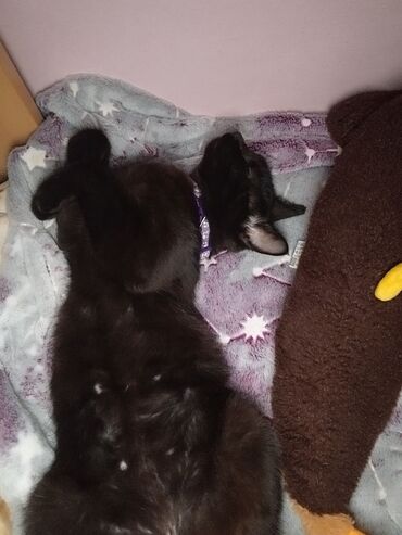 камышовый кот цена: Черная кошечка в добрые руки возраст около 8-9 месяцев не ужилась с