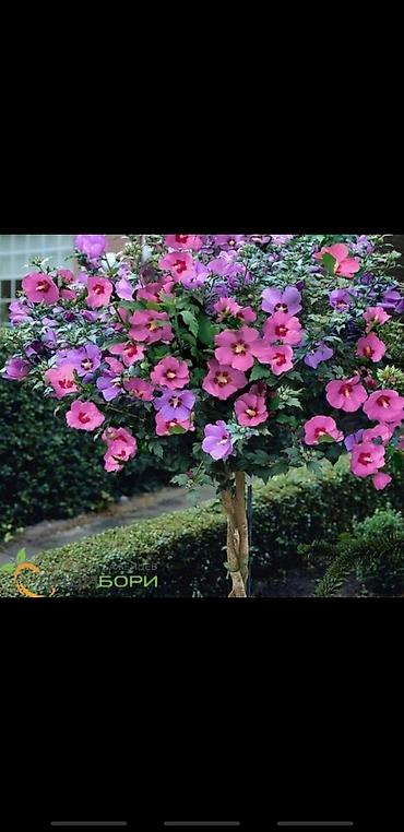 Сирень: Саженцы сирени белые и синие 150-250 сом также есть Сирийские розы — 10