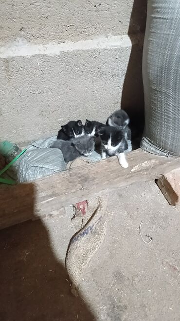 сколько стоит домик для кошки: Отдам котят в добрые руки!! кушают всё!