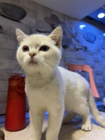 Pişiklər: Britan — 2