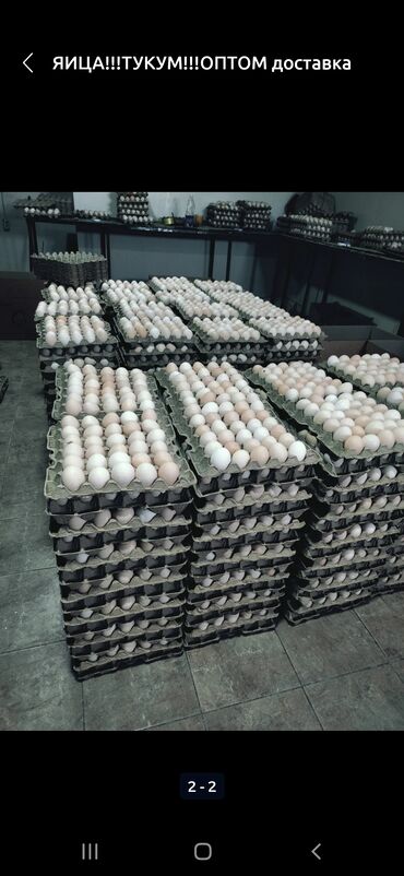 Продаются яйца оптом от 3-х коробок и выше, категории С 1 вес