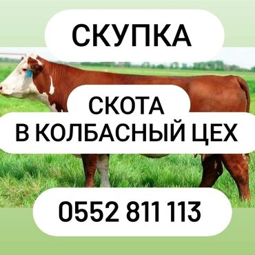 продажа домашних животных: Куплю | Бараны, овцы, Коровы, быки, Лошади, кони | Любое состояние, Забитый, Круглосуточно