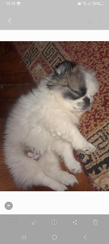İtlər: Pekines, 10 ay, Peyvəndli — 9