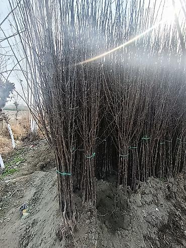 Другие декоративные деревья: САЖЕНЦЫ ОПТОМ — БОЛЬШОЙ ВЫБОР И ВЫГОДНЫЕ ЦЕНЫ! 🌿 В наличии все виды и — 5