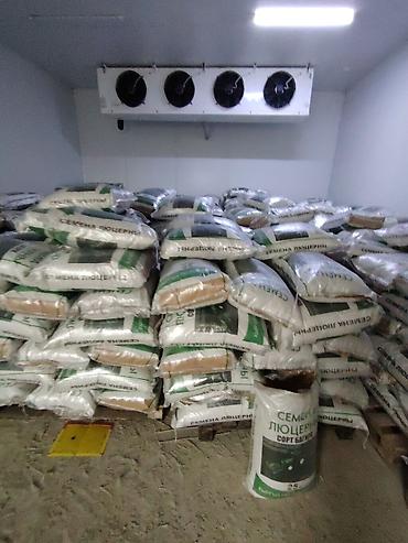 Люцерна: Люцерна ( Беде ) оптом и розница — 9