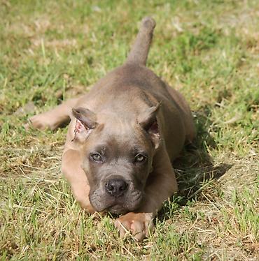 Psi: Cane Corso štenci U ponudi veoma perspektivni štenci iz različitih — 3