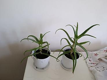 алое: Алоэ (Aloe vera) в горшках. Продаю алоэ. Длинное алое 600 сом — 2