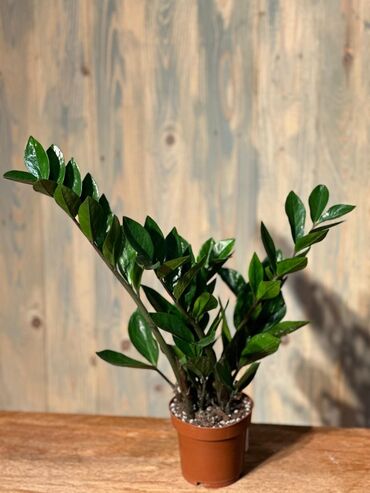 Otaq bitkiləri: Otağınıza təbiət gözəlliyi gətirəcək qırmızı anturium bitkisi. Parlaq — 1