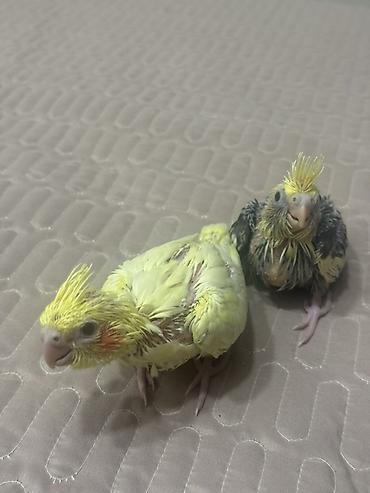 pavlin goyercin satisi: Növ: Nimfa (Cockatiel) tutuquşuları Təsvir: - Şəkillərdə valideyn — 2