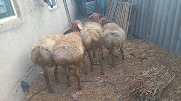 домики для хомяков купить: Продаю | Овца (самка) | Для разведения | Матка