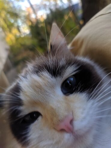 дом для котов: 10 айлык, Ургаачы