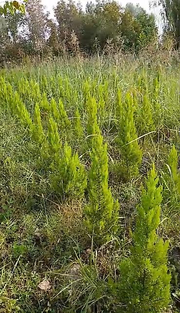kələm gülü haqqinda: Limonnu şam.
Boyu 0.6 - 1.5 metr.

Ciddi adamlar zəng etsin — 1