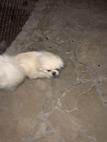 it yemi: Pekines, 2 il — 2