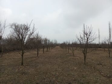 Torpaq sahələrinin satışı: 86 sot, Kənd təsərrüfatı, Mülkiyyətçi, Kupça (Çıxarış)